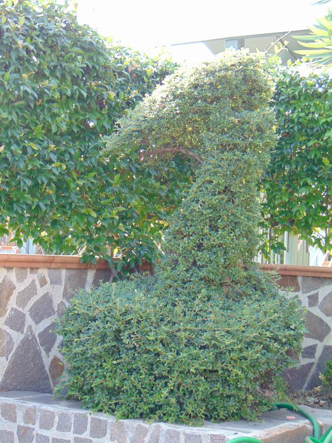 بونتيكانيانو Villa Celeste B&B المظهر الخارجي الصورة